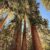 Sequoia National Park October 2024